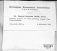 Psoroma hypnorum image